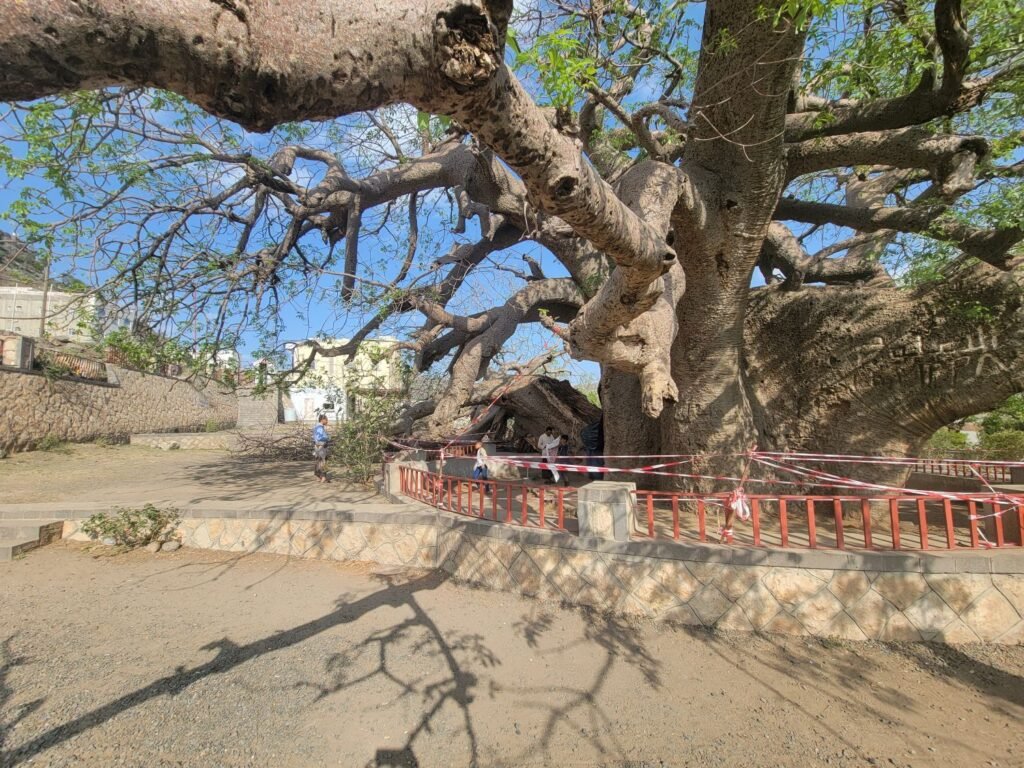 رحلة في أرياف تعز: سحر جبل صبر وأسرار الطبيعة