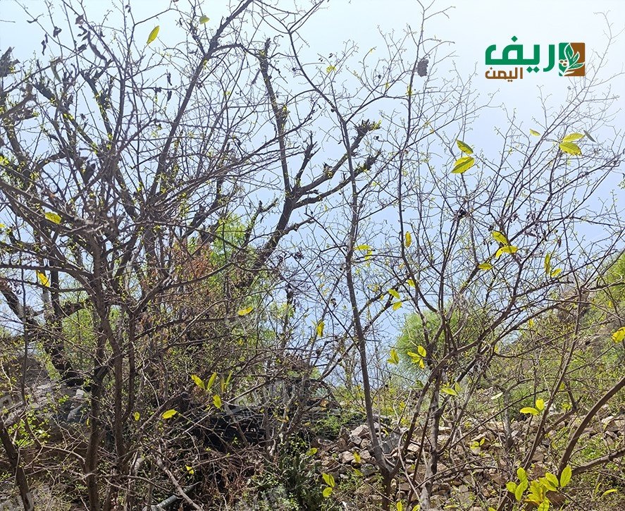 تعز: خسائر تنهك مزارع في ‹وادي موثب› تنتهي بذبحة صدرية