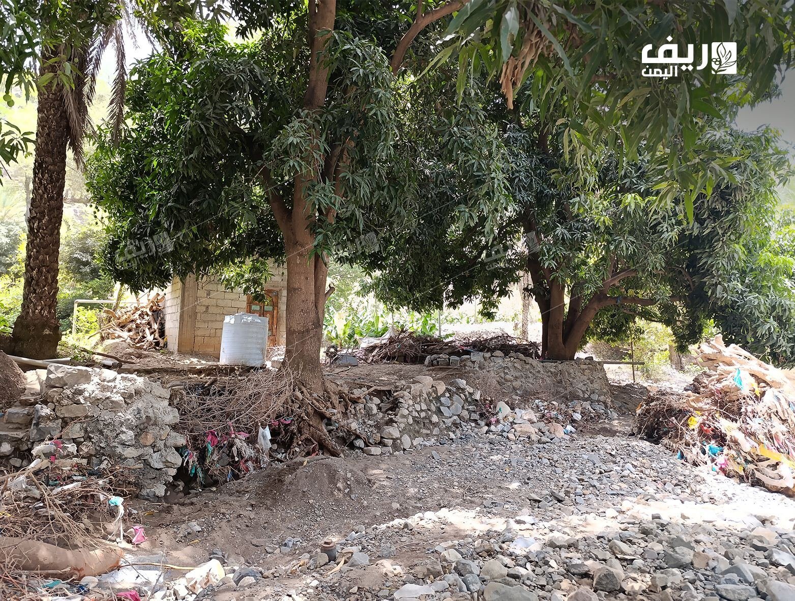 تعز: خسائر تنهك مزارع في ‹وادي موثب› تنتهي بذبحة صدرية