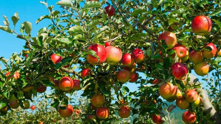 أشجار التفاح ونقص العناصر الغذائية.. كيف تعرف ذلك؟