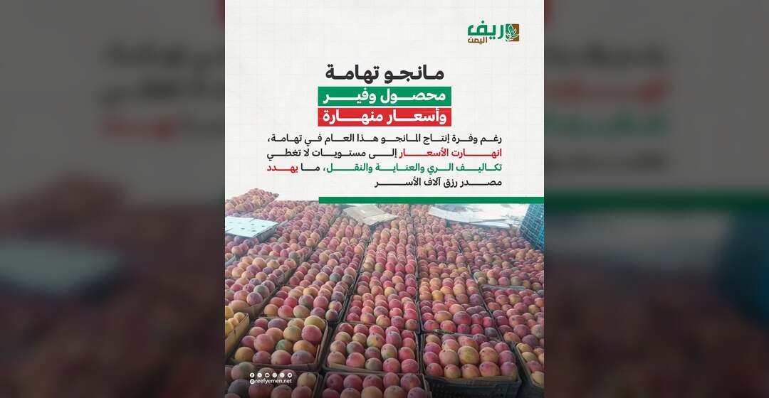 كساد المانجو يرهق مزارعي تهامة