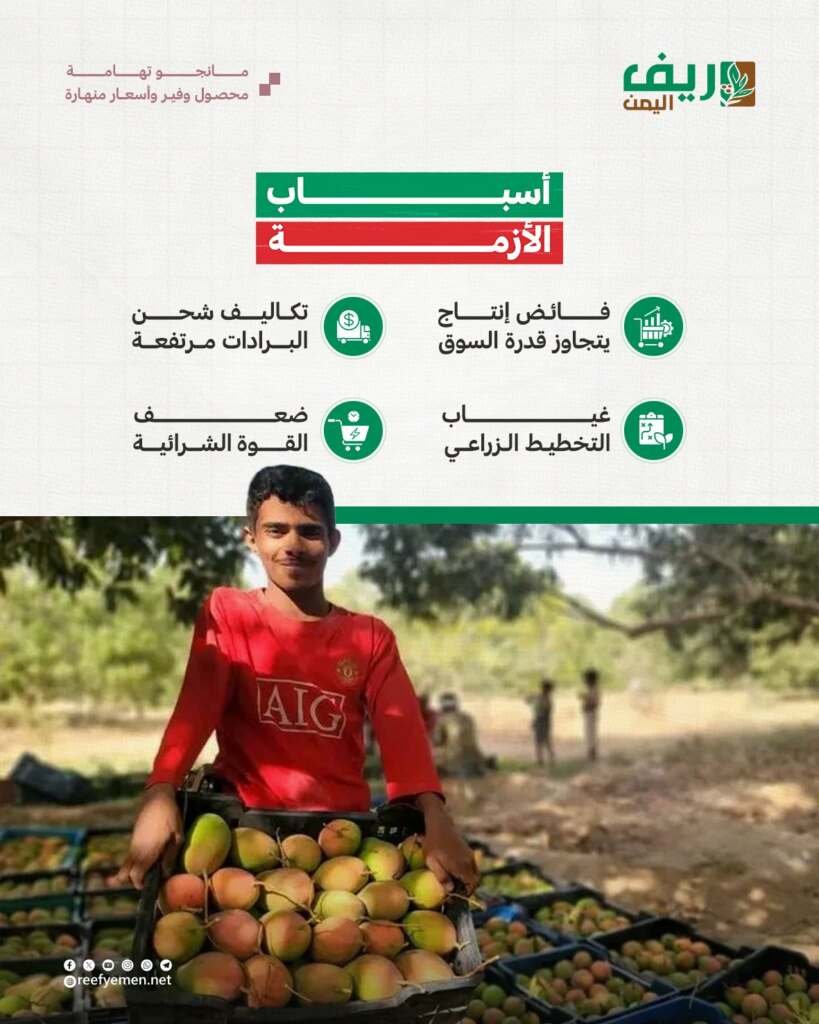 كساد المانجو يرهق مزارعي تهامة