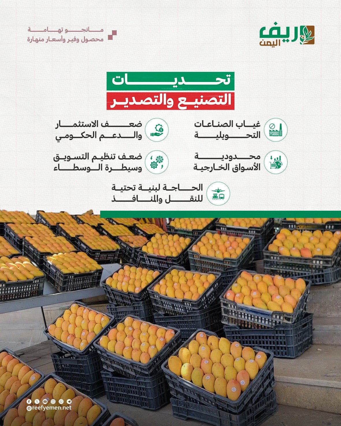 كساد المانجو يرهق مزارعي تهامة