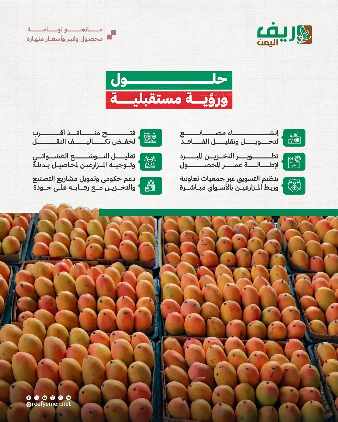 كساد المانجو يرهق مزارعي تهامة