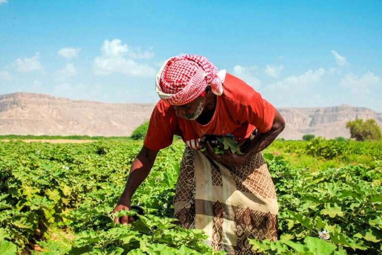 الأمن الغذائي الريفي: 600 ألف أسرة زراعية بحاجة دعم