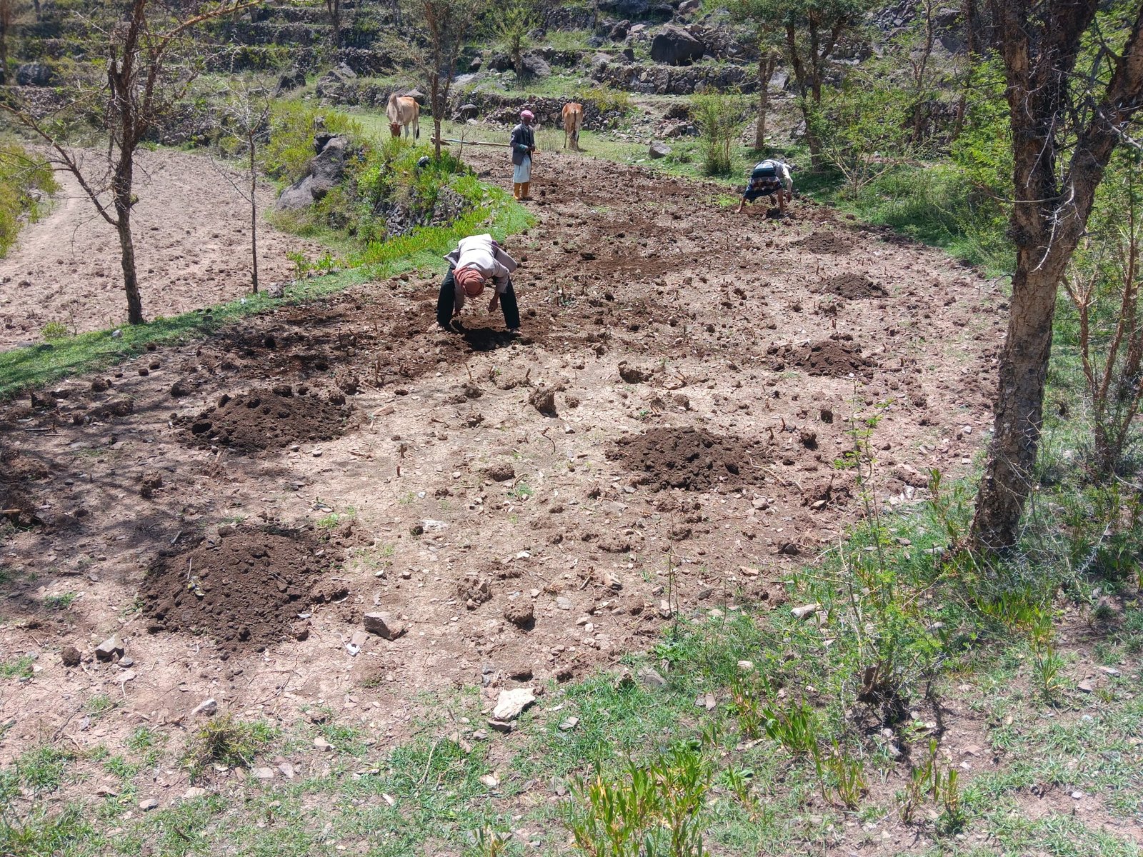 موسم زراعة الذرة الرفيعة: هندسة المدرجات وترانيم المهاجل