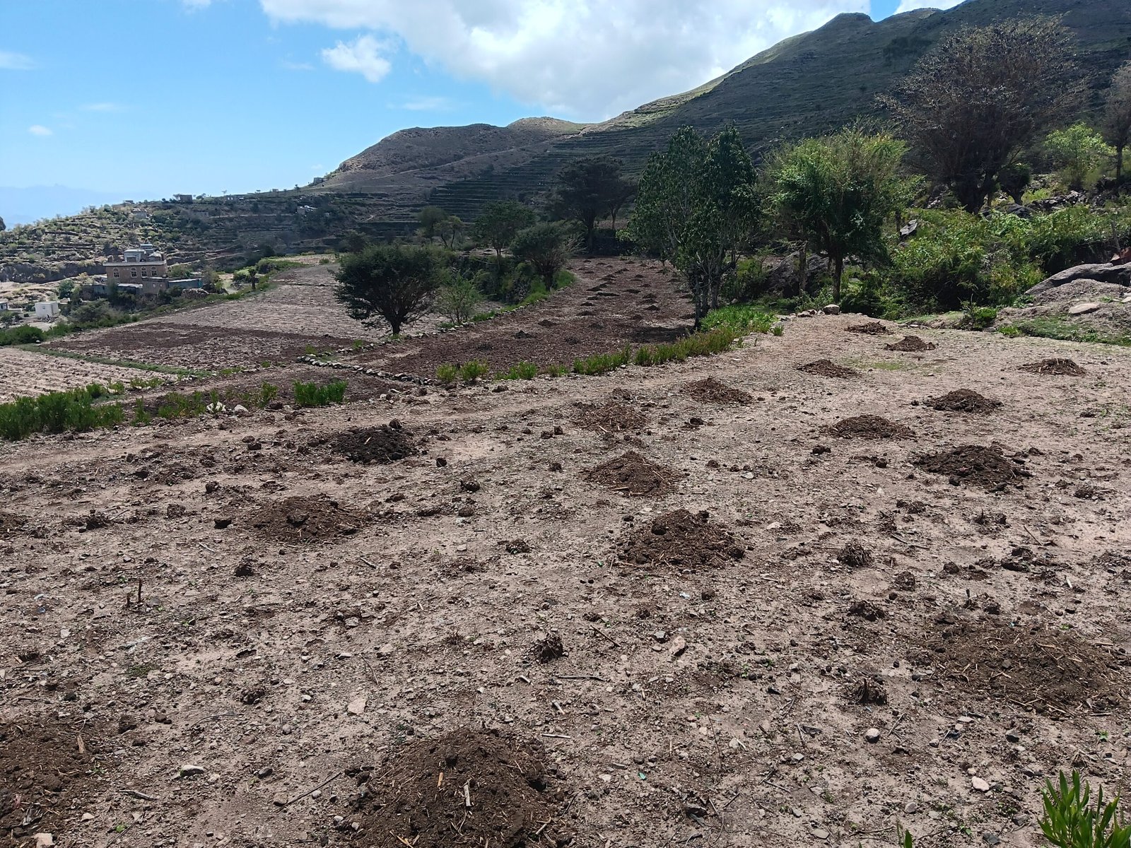 موسم الذرة في إب: هندسة المدرجات، وترانيم المهاجل، وحارسات البذور