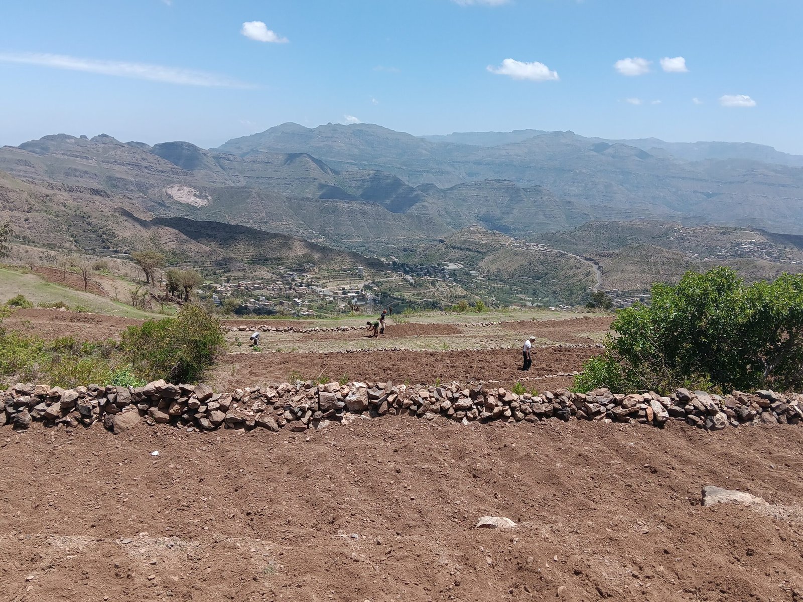 موسم الذرة في إب: هندسة المدرجات، وترانيم المهاجل، وحارسات البذور