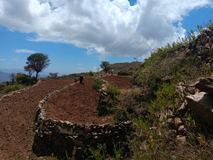 موسم زراعة الذرة الرفيعة: هندسة المدرجات وترانيم المهاجل