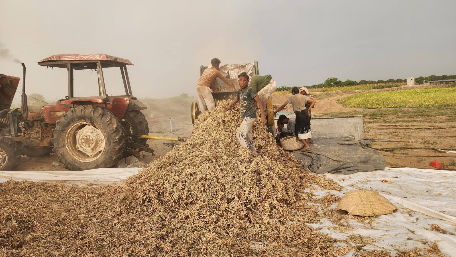 حصاد فول الصويا في الحديدة