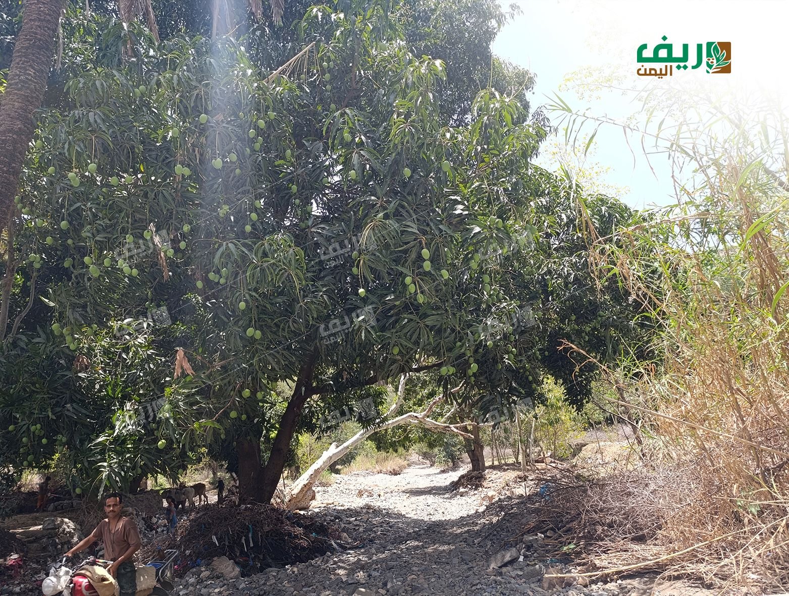 وادي موثب هو أحد الوديان الخصبة في تعز، ويزرع محاصيل متنوعة منها المانجو (ريف اليمن)