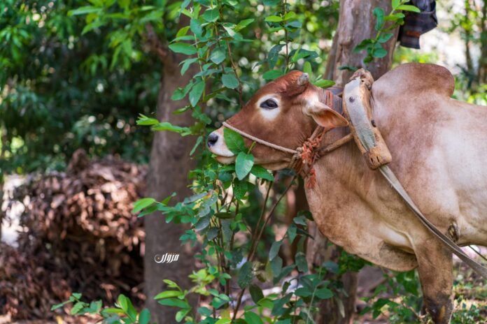 "الانتقام بالماشية" وباء صامت في الريف