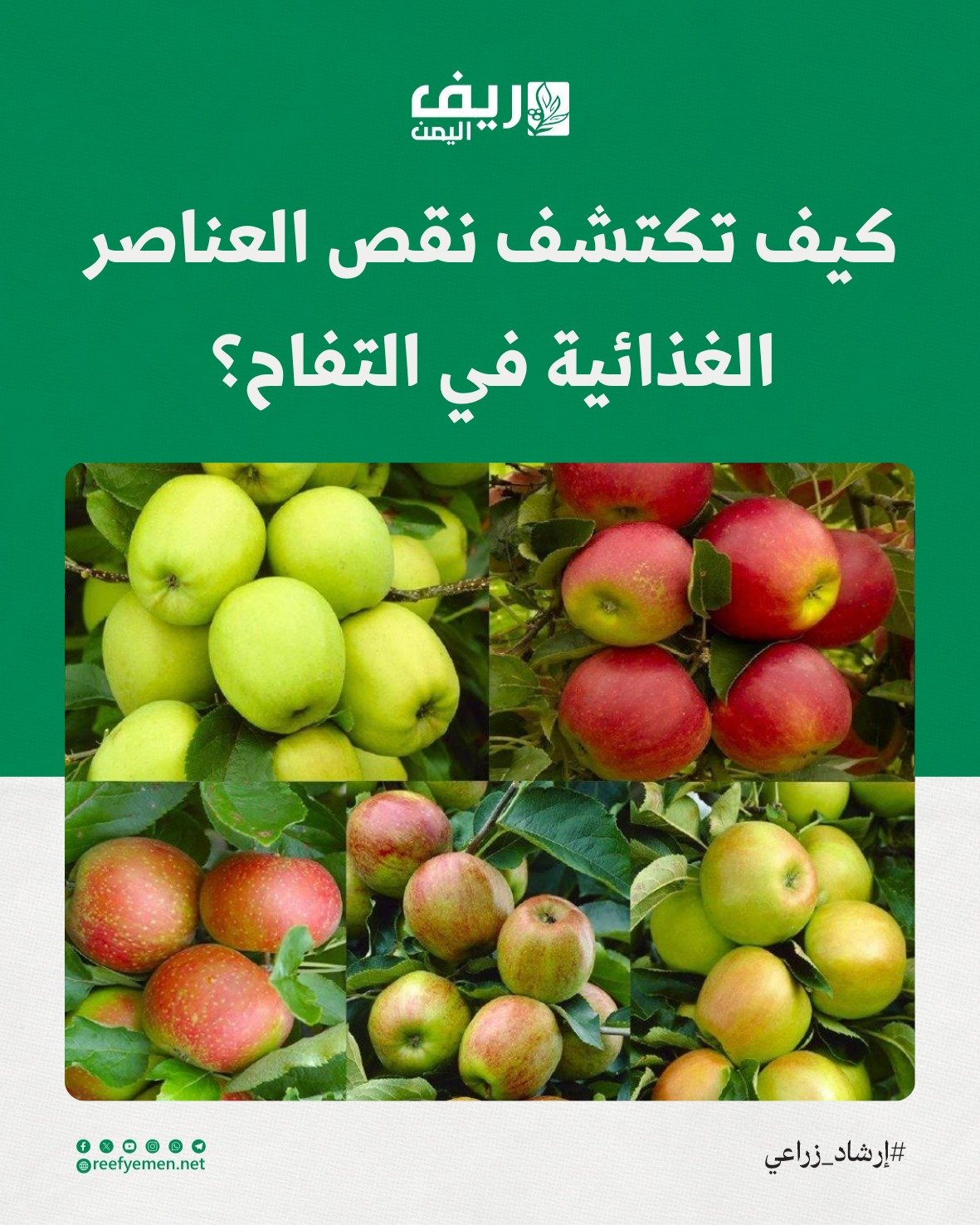 أشجار التفاح ونقص العناصر الغذائية.. كيف تعرف ذلك؟