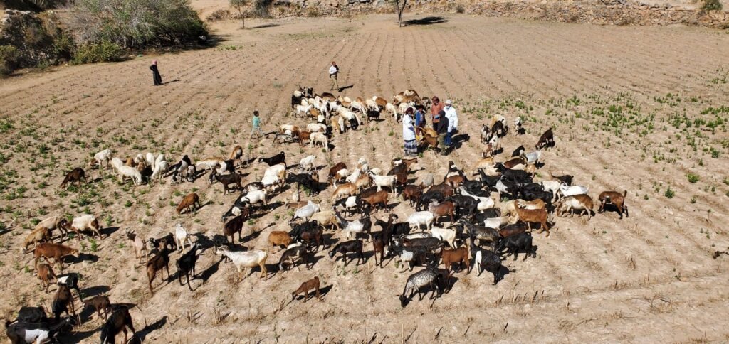 حملة لتطعيم 610 ألف من الماشية في الضالع وأبين