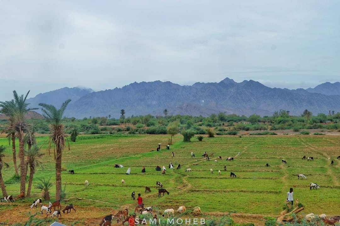 ‹تذبذب الأمطار› يهدد استقرار الغذاء والمياه عالمياً