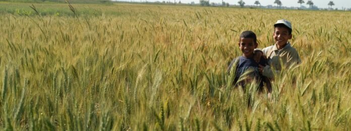 كيف يتكيف مزارعو القمح مع تغير المناخ؟