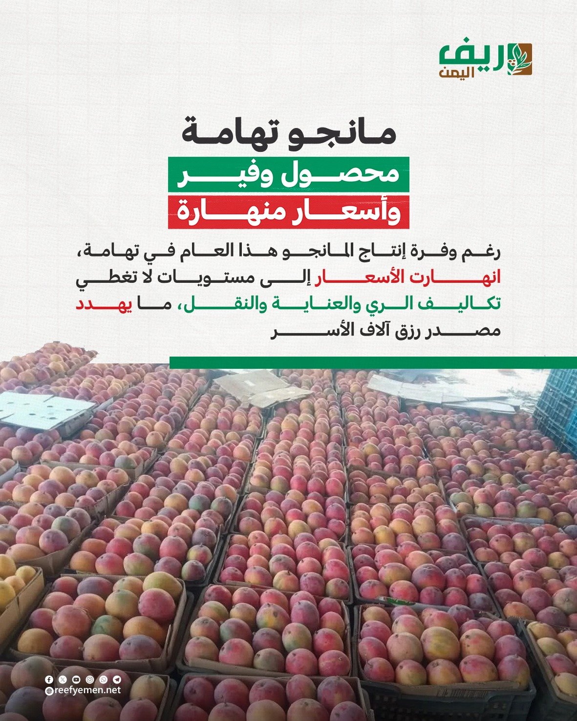 كساد المانجو يرهق مزارعي تهامة