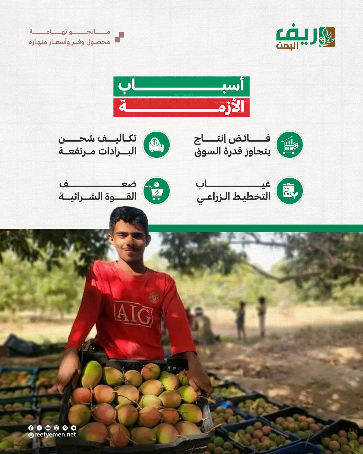 كساد المانجو يرهق مزارعي تهامة