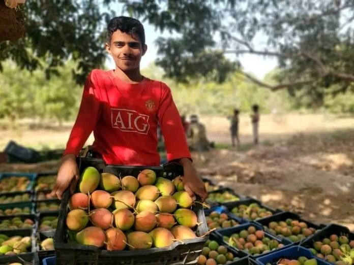 مانجو تهامة: محصول وفير وأسعار منهارة