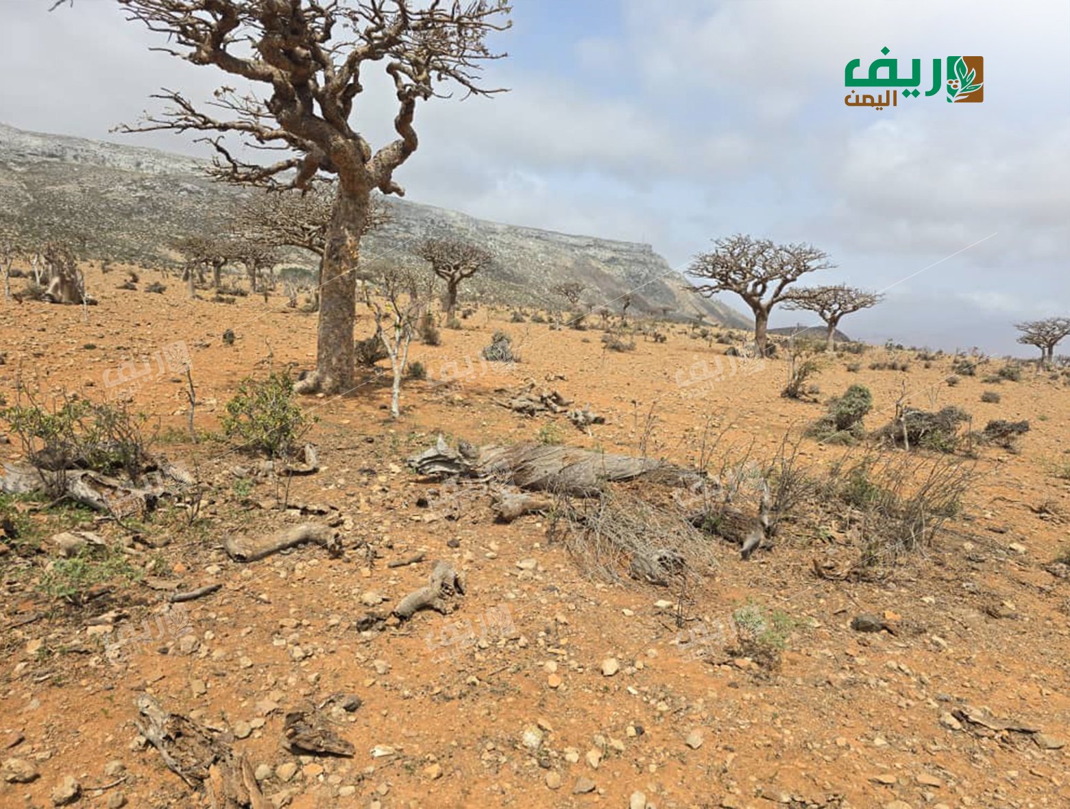 شجرة اللبان في سقطرى.. إرث يحفظ ذاكرة الجزيرة