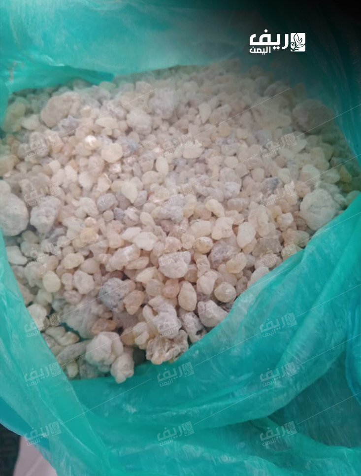 شجرة اللبان في سقطرى.. إرث يحفظ ذاكرة الجزيرة