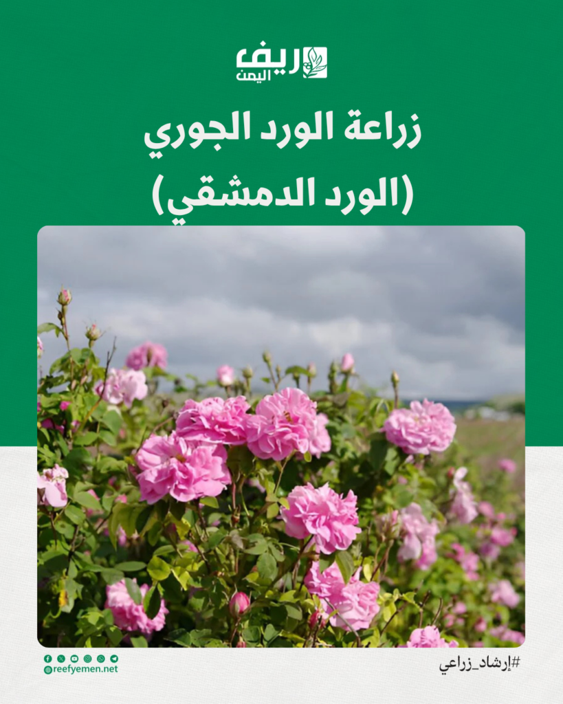 كيف زراعة الورد الجوري؟