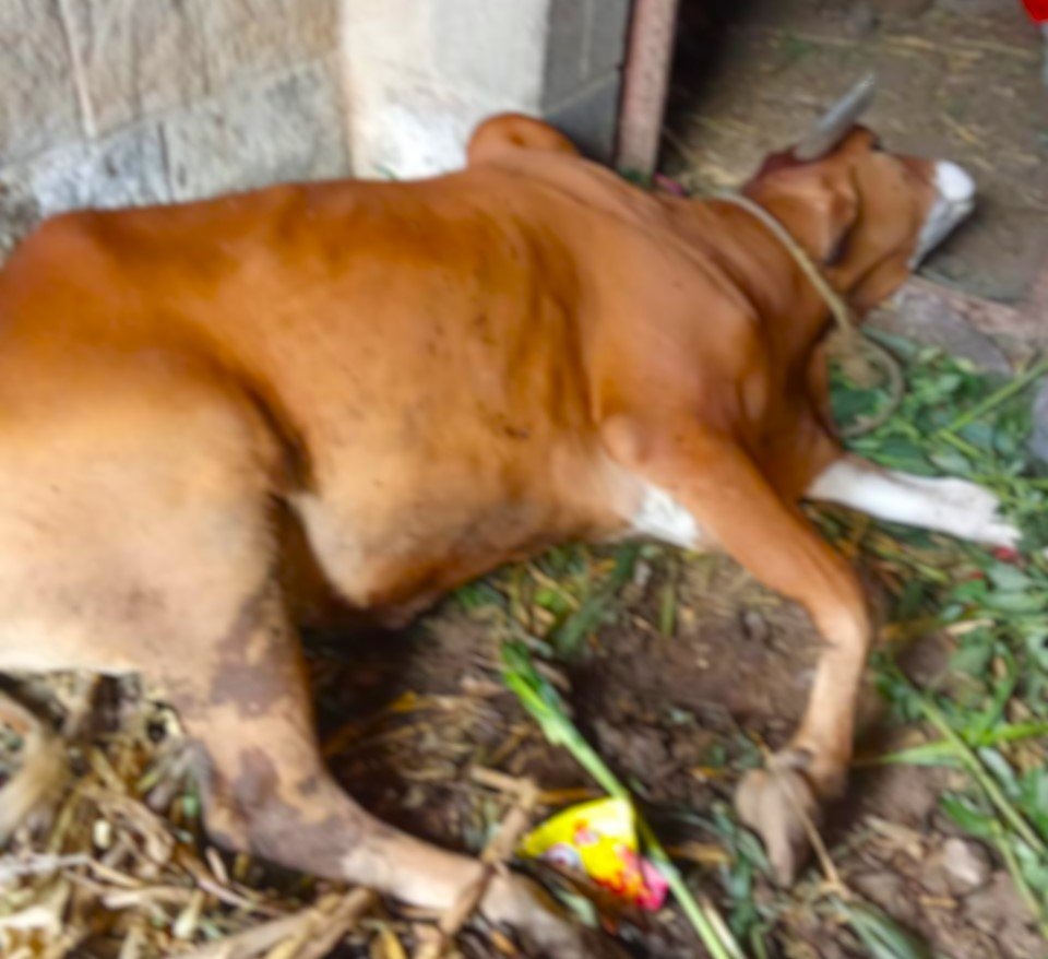 ‹الانتقام بالماشية›: وباء اجتماعي صامت في الريف