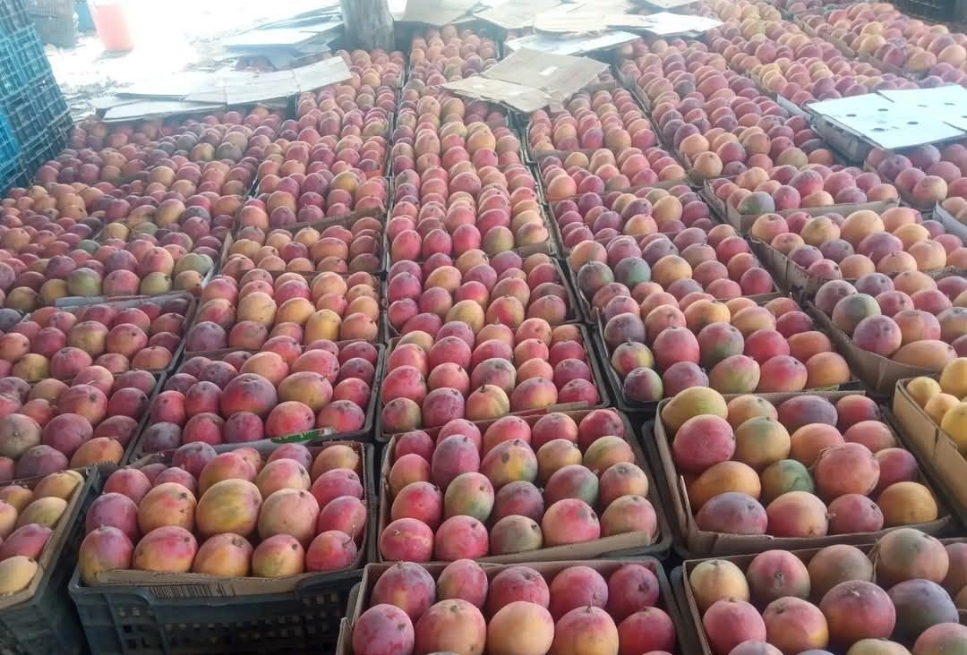 مانجو تهامة: محصول وفير وأسعار منهارة