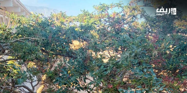 شجرة اللبان في سقطرى.. إرث يحفظ ذاكرة الجزيرة