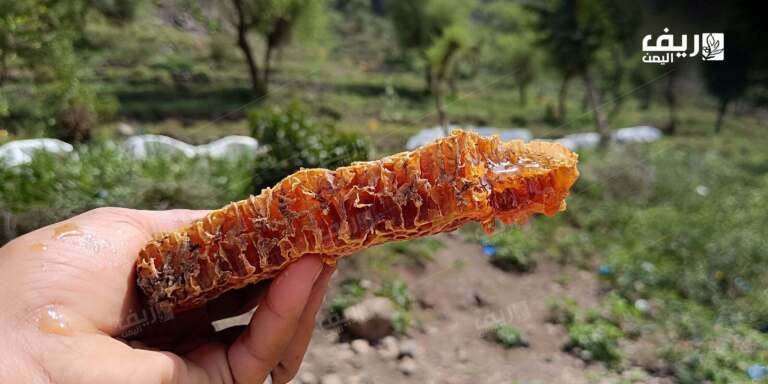 العسل اليمني.. محرك اقتصادي بحاجة إلى إصلاحات