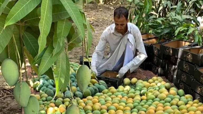 كيف تنشئ مزرعة مانجو ناجحة في اليمن؟ (1)