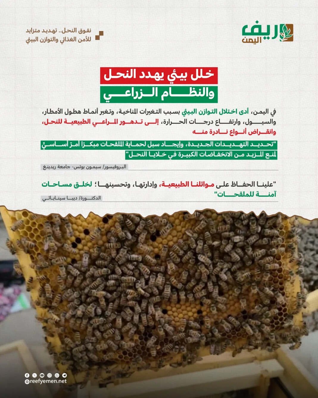 تربية النحل.. مهنة يمنية عريقة تواجه خطر التلاشي