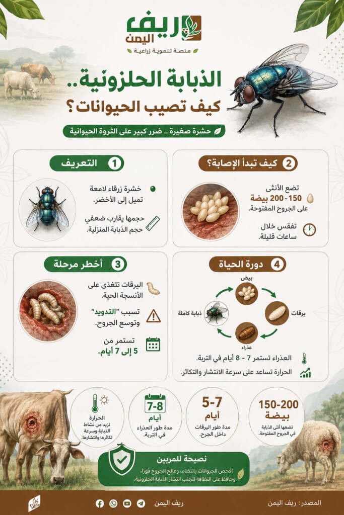 أسباب انتشار الذباب الأزرق وطرق مكافحته