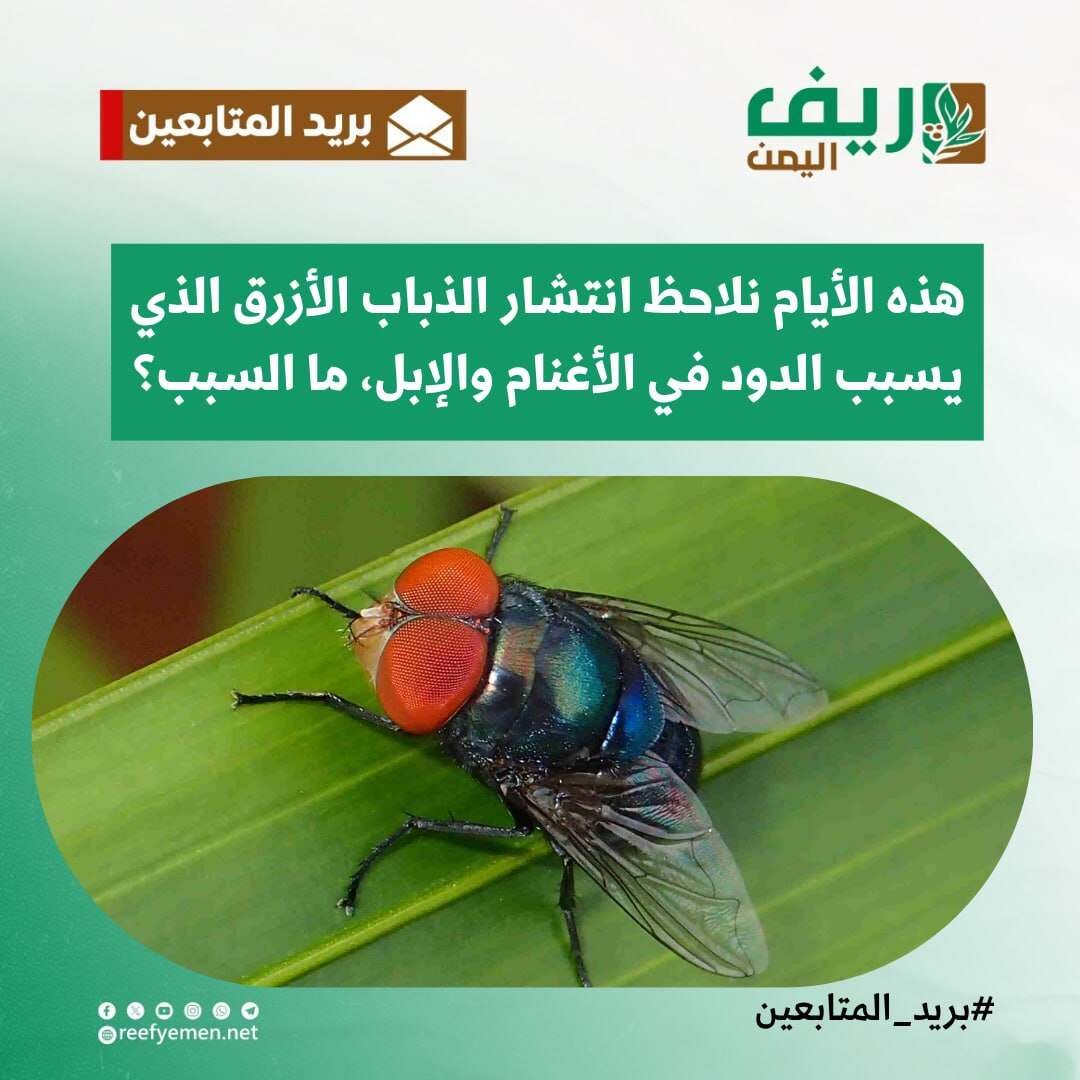 أسباب انتشار الذباب الأزرق وطرق مكافحته