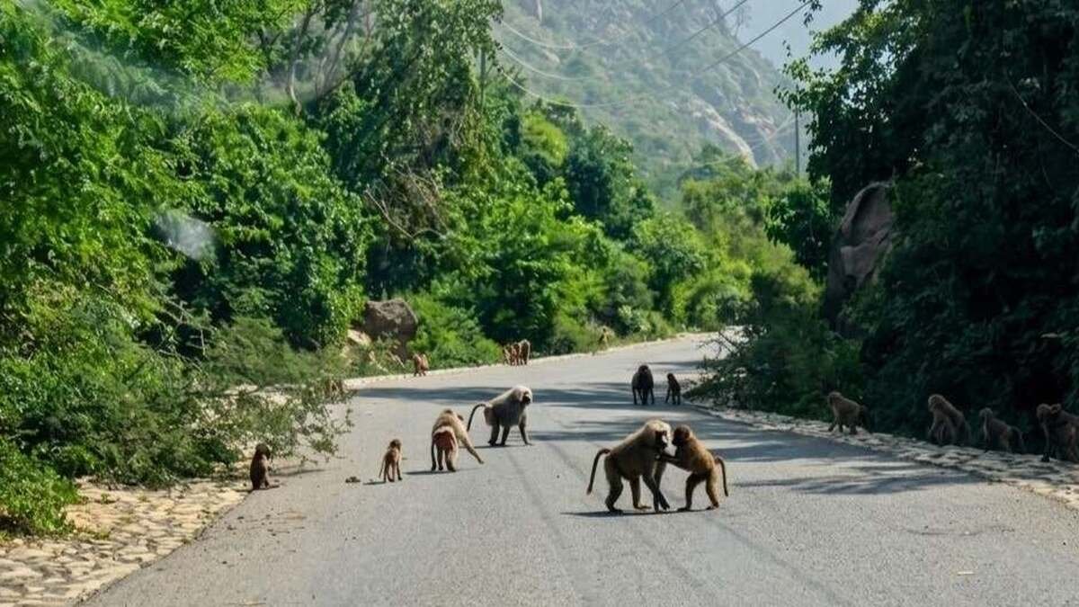 في محمية بُرع.. حكايات التعايش بين الإنسان والحيوان