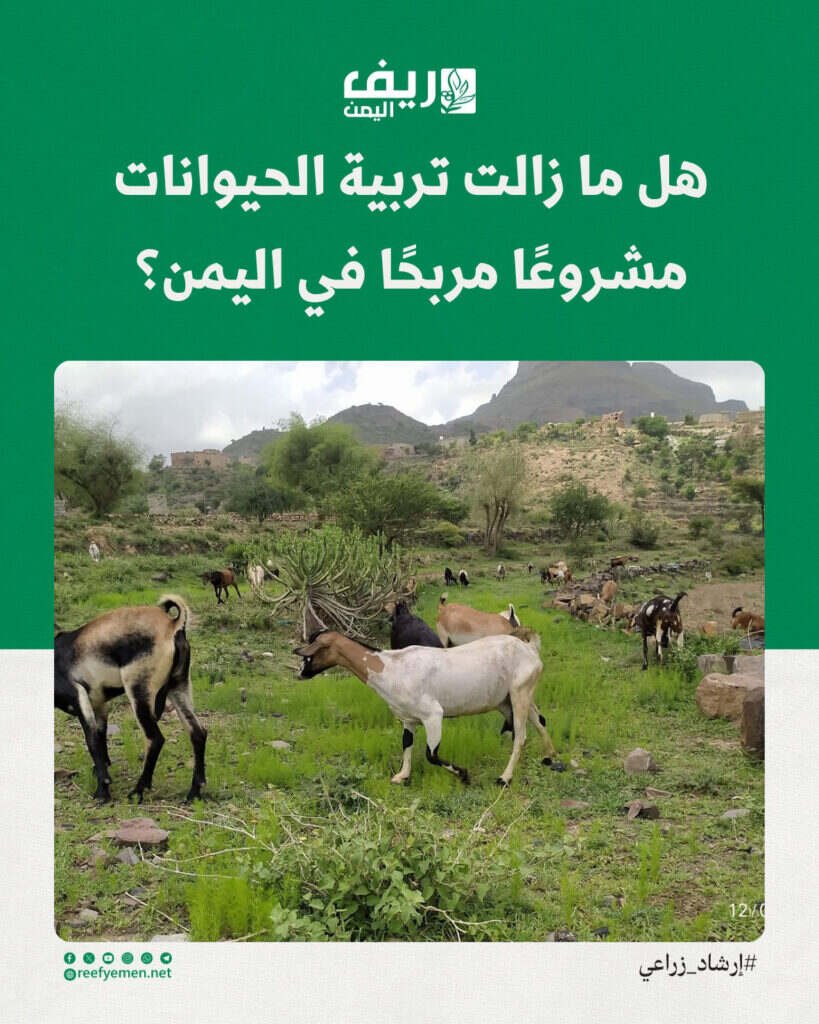 هل تربية الماشية مشروعًا مربحًا؟