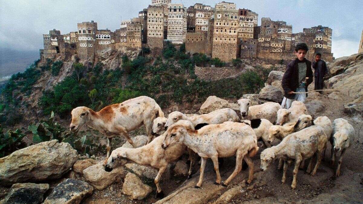 هل تربية الماشية مشروعًا مربحًا؟