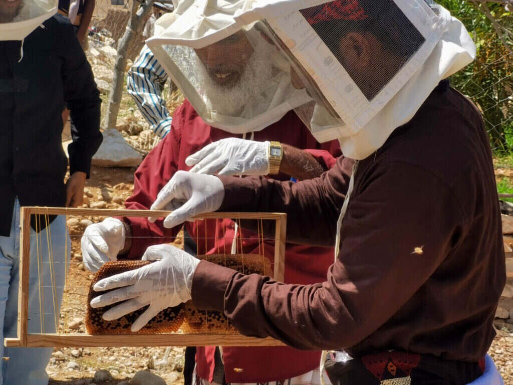 العسل اليمني.. محرك اقتصادي بحاجة إلى إصلاحات