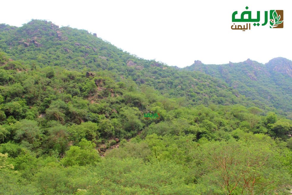 في محمية بُرع.. حكايات التعايش بين الإنسان والحيوان