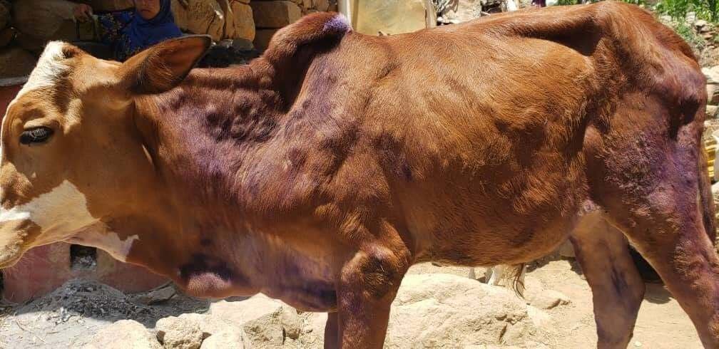 مرض الجلد العقدي في الأبقار