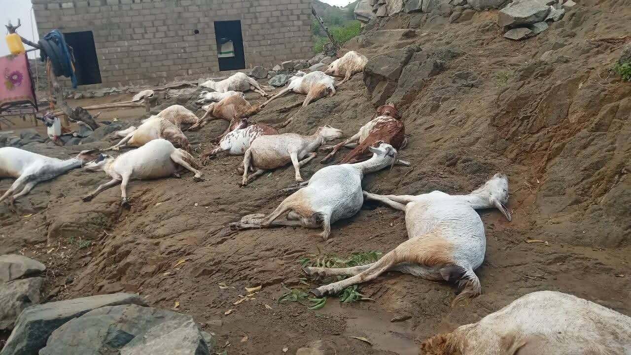 حجة.. صاعقة رعدية تتسبب بنفوق 20 رأسا من الأغنام
