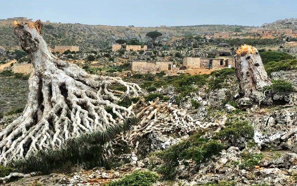 شجرة دم الأخوين.. سقوط رمز سقطرى بعد قرون من الصمود