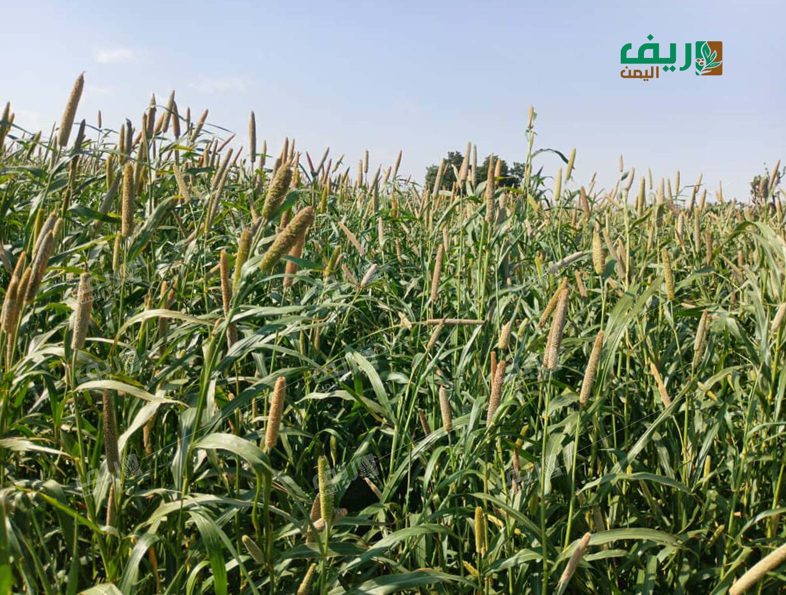 كيف يهدد رحيل كبار السن موروث اليمن الزراعي؟