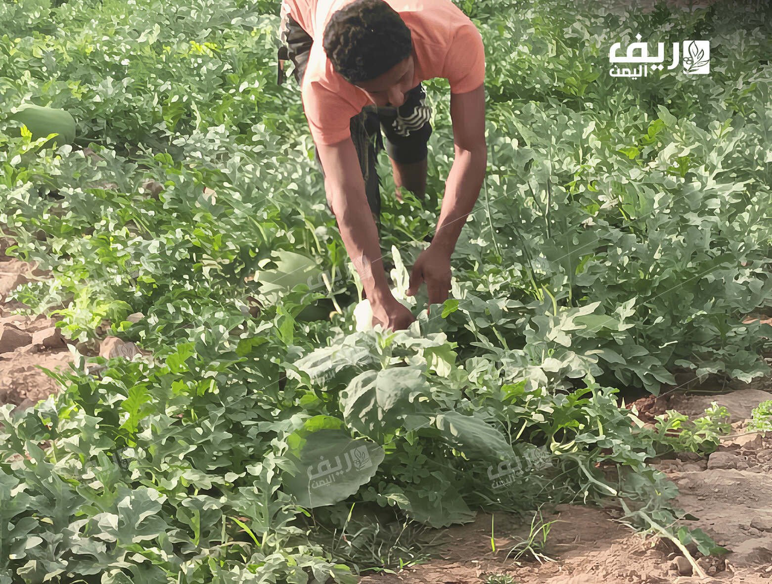 كيف يهدد رحيل كبار السن موروث اليمن الزراعي؟