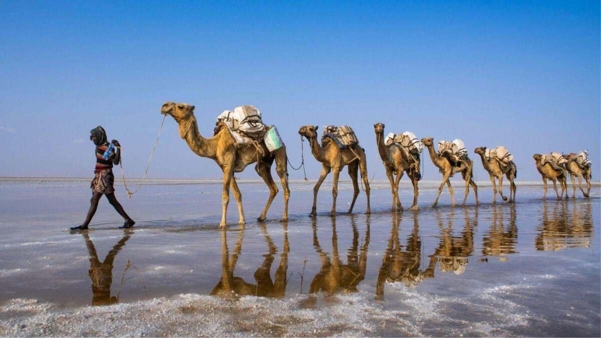 كيف تُدمر موجات الحر الإبل والرعاة في أفريقيا؟