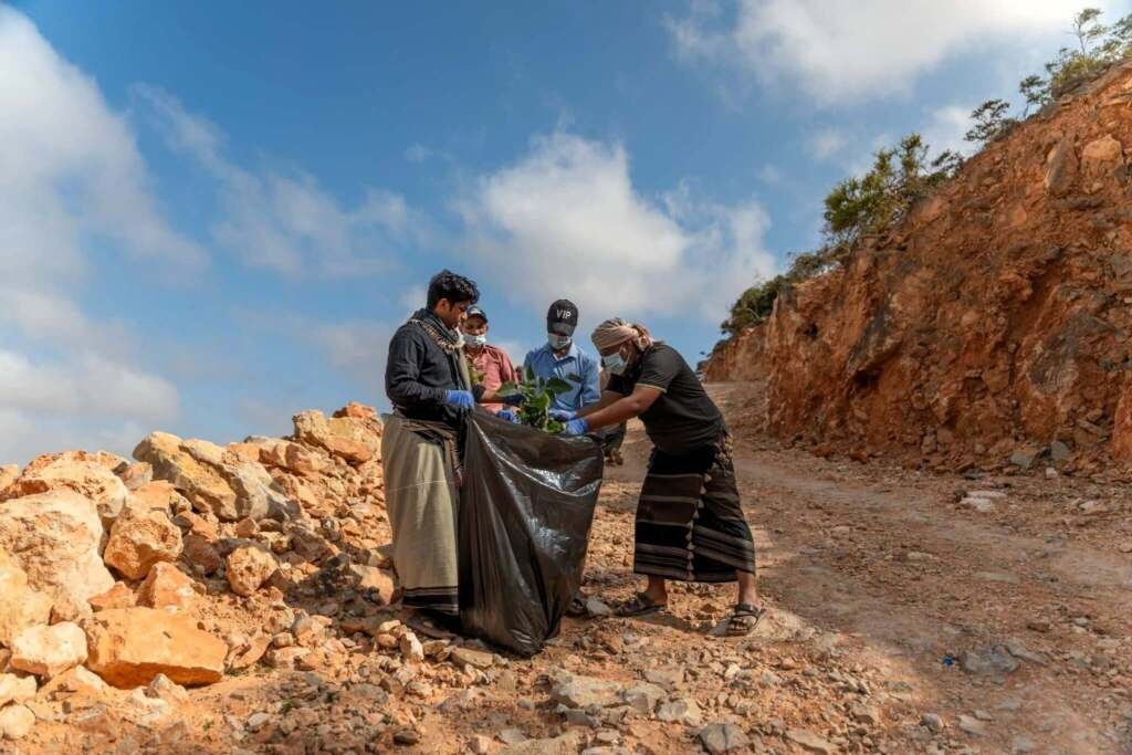سقطرى: مبادرة لإزالة نبات الداتورا السام من وادي درهر