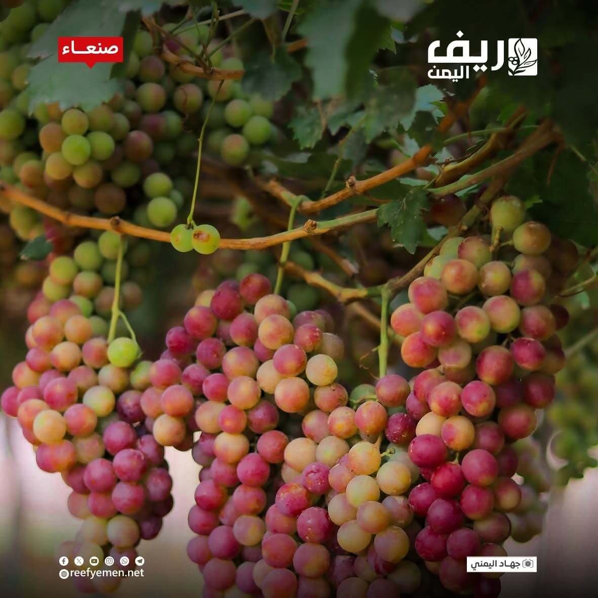  العنب.. بين جودة الأصناف والتحديات 