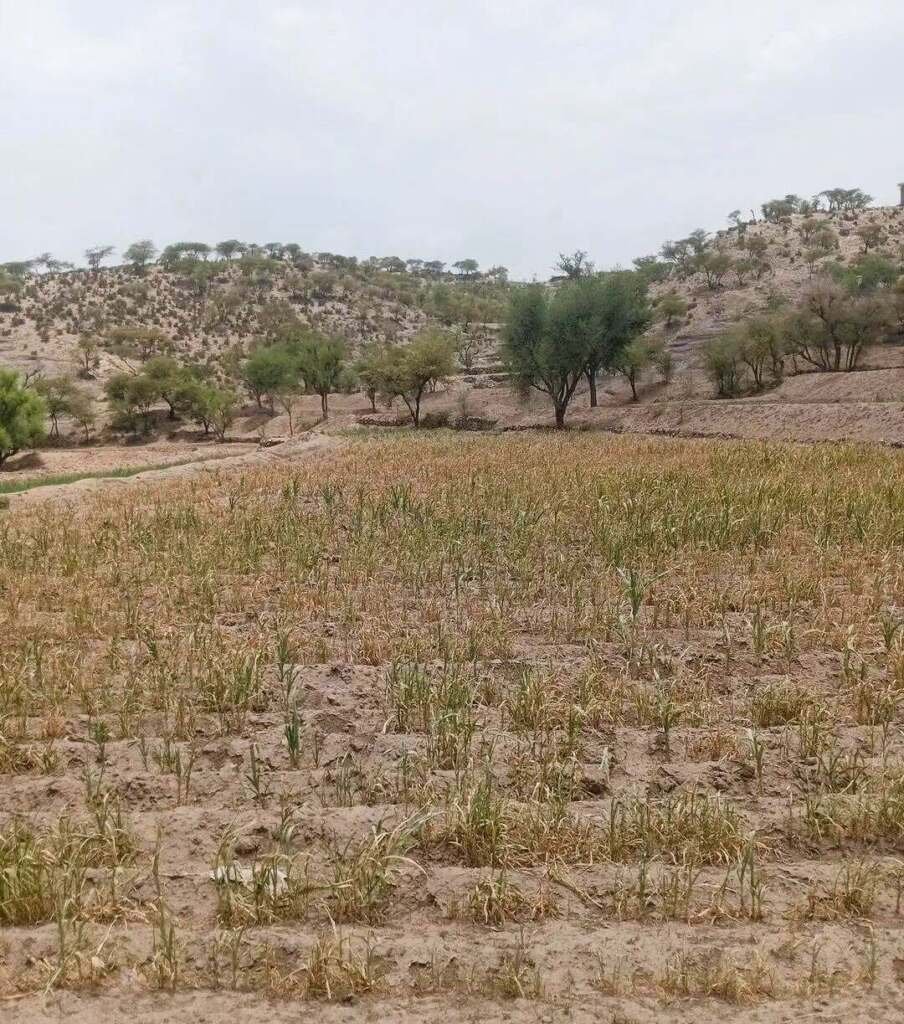 الجفاف يهدد الزراعة الموسمية في عدد المناطق اليمنية