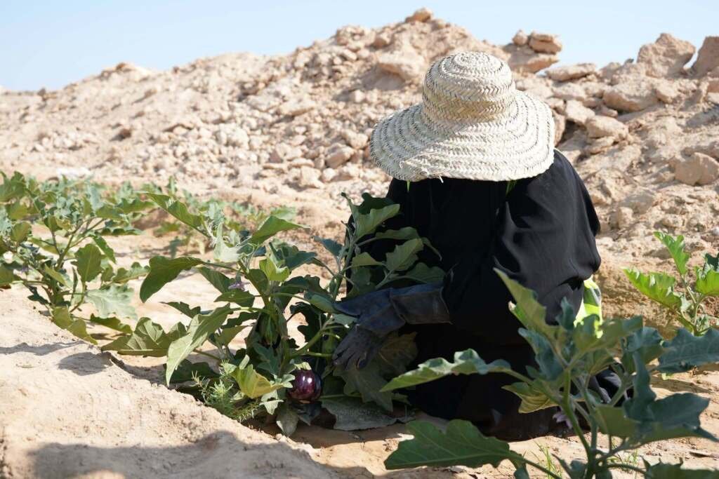 ‹حارسات الأمن الغذائي›: 2026 السنة الدولية للمزارعات