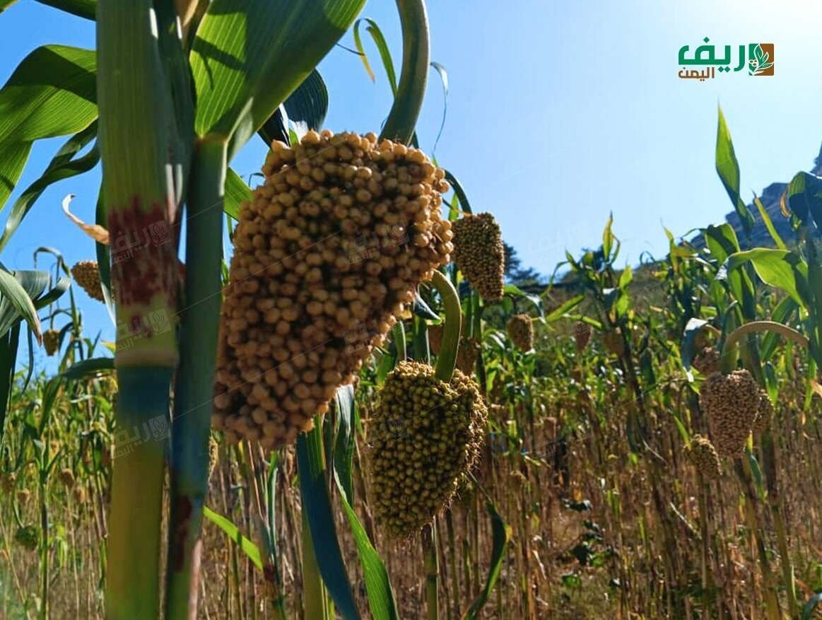 البذور المحلية.. صمام أمان زراعي يواجه خطر الانقراض